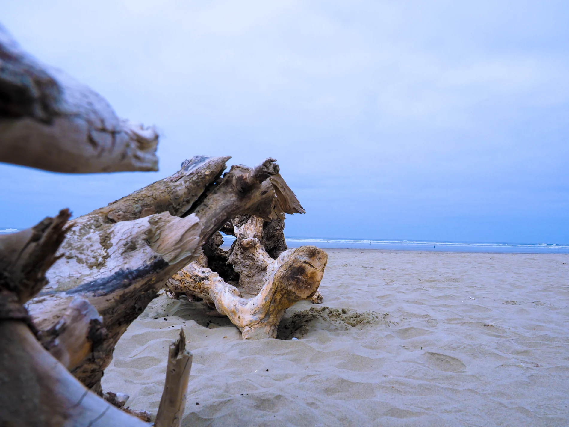 Driftwood resting on a pale beach beneath an open blue sky